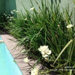 Paisajista–Diseño y mantenimiento de espacios verdes.