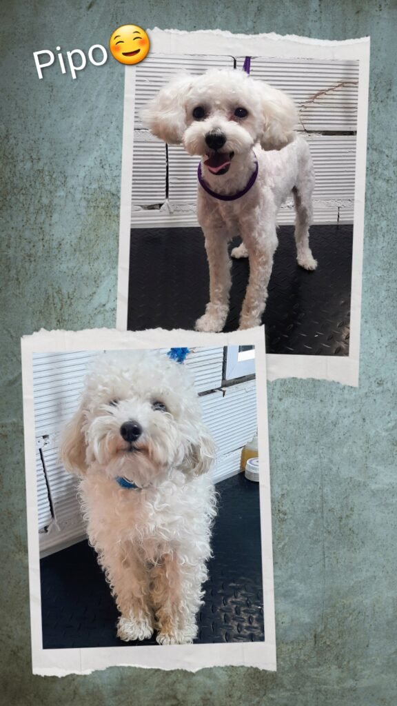 PELUQUERA  CANINA