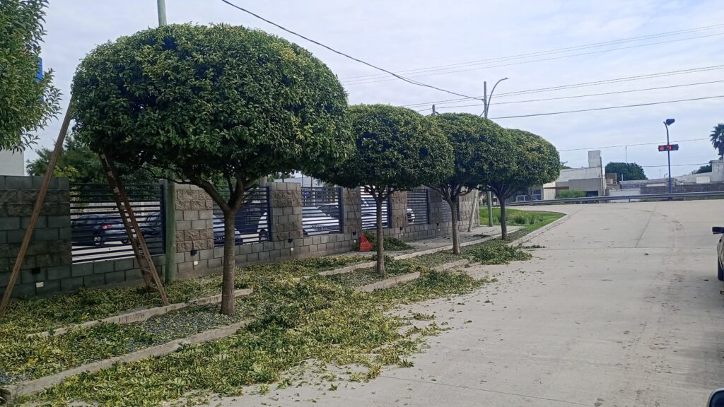 ParquizacionesypodasMF