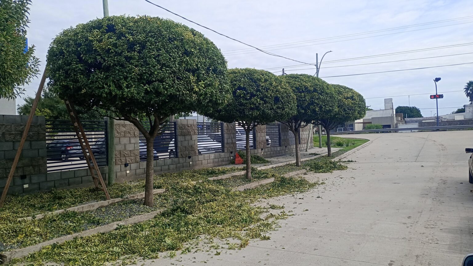 ParquizacionesypodasMF