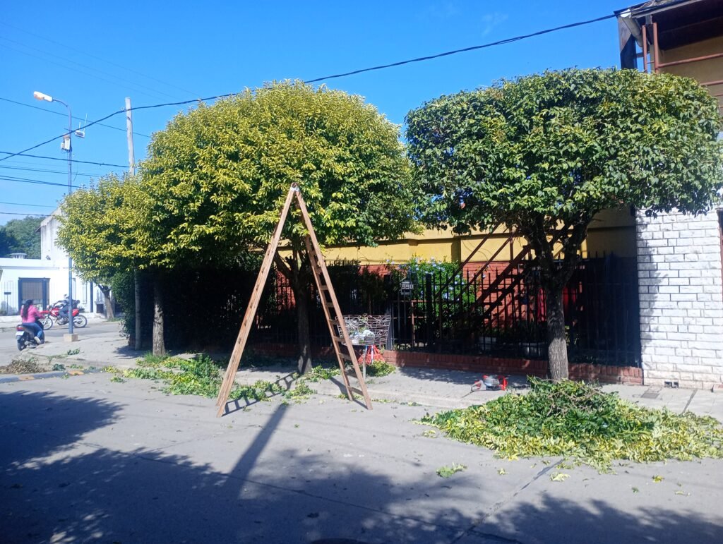 ParquizacionesypodasMF
