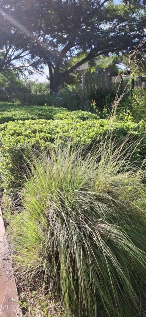 PAISAJISMO PARQUIZADOS Y JARDINES