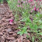 PAISAJISMO PARQUIZADOS Y JARDINES VERTICALES EN SALTA PAISAJISMO PARQUIZADOS Y JARDINES VERTICALES EN SALTA