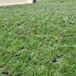 PAISAJISMO PARQUIZADOS Y JARDINES VERTICALES EN SALTA PAISAJISMO PARQUIZADOS Y JARDINES VERTICALES EN SALTA