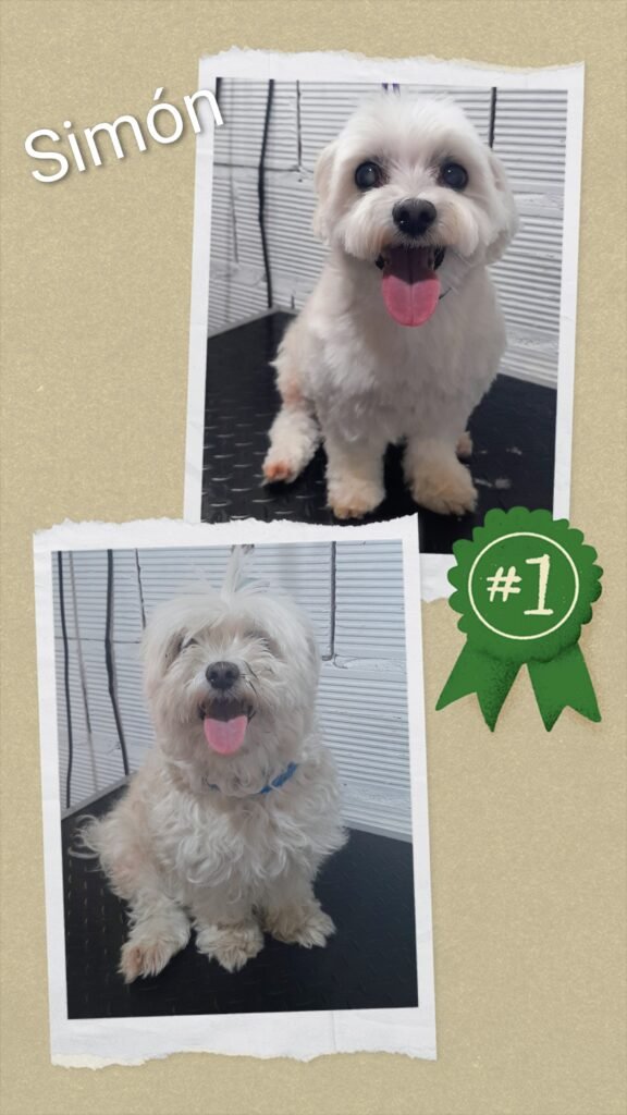 PELUQUERA  CANINA