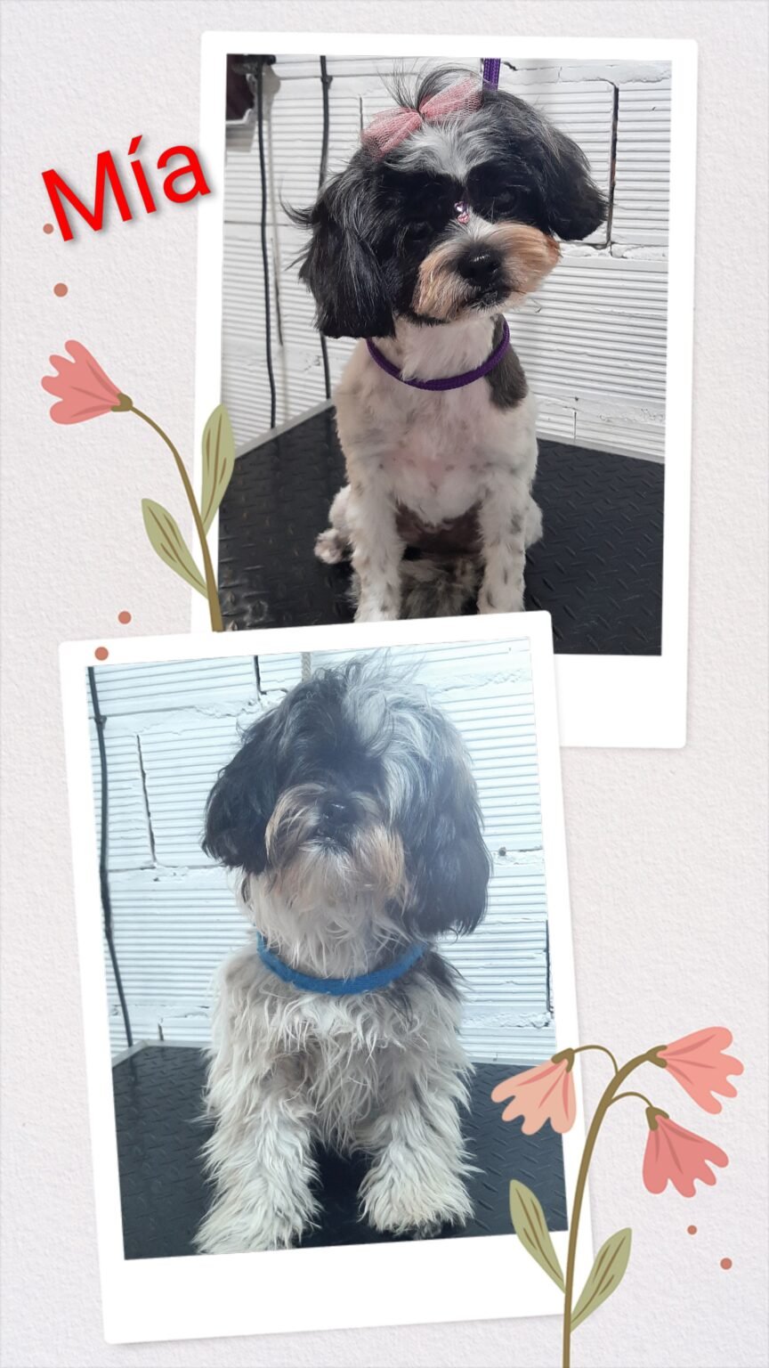 PELUQUERA  CANINA