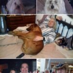 Cuidar casas, mascotas, compañía personal en todo el mundo.