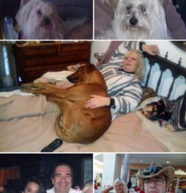 Cuidar casas, mascotas, compañía personal en todo el mundo.