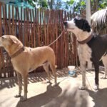 Cuidado de niños/adultos/mascotas y limpieza de casas Cuidado de niños/adultos/mascotas y limpieza de casas