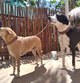 Cuidado de niños/adultos/mascotas y limpieza de casas