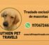 Traslado De Mascotas Zona Sur
