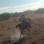 Peón de tambo, inseminador, peón rural