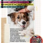 Adiestramiento Canino