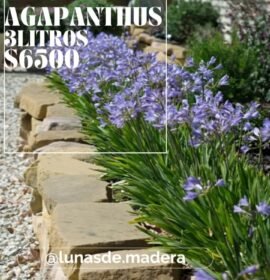 Insumos para jardines. Plantas, tierra, chip