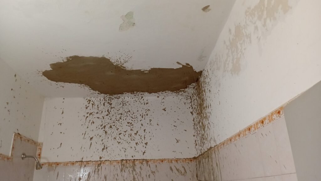 Albañilería pintura de obra tareas varias