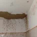 Albañilería pintura de obra tareas varias