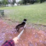 Cuidado de mascotas Cuidado de mascotas