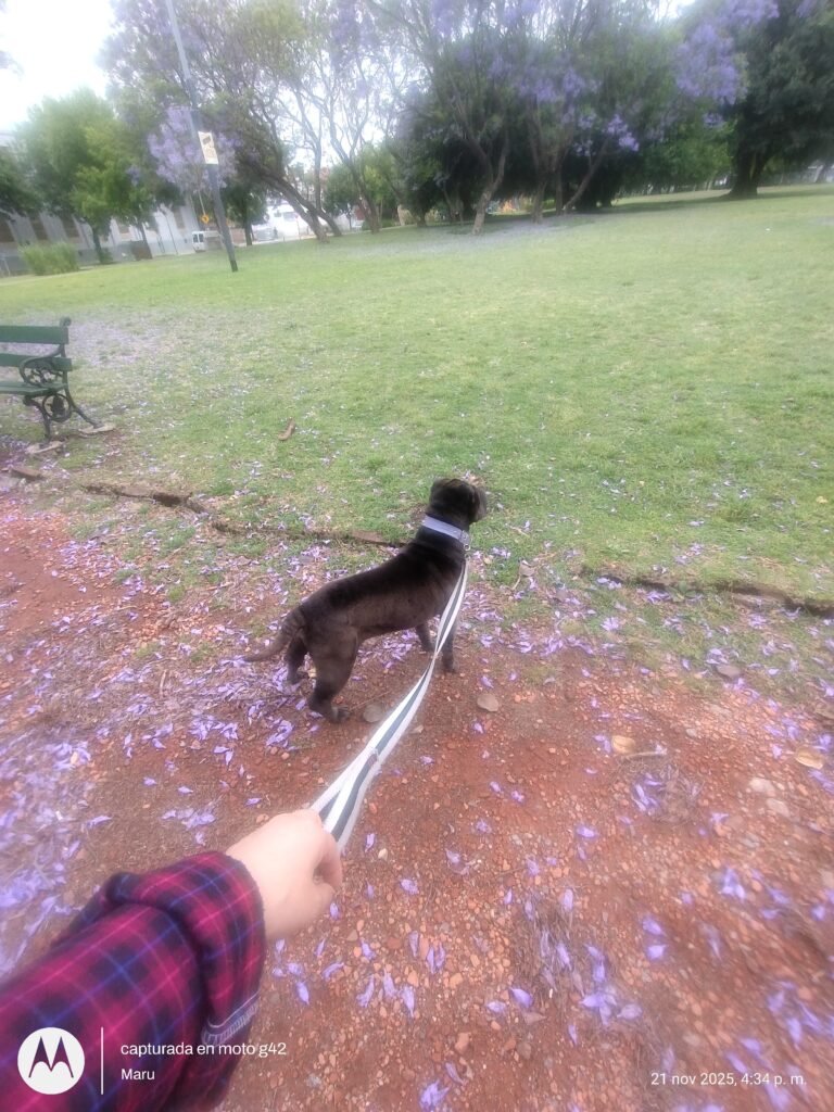 Cuidado de mascotas