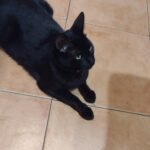 Limpieza profunda y diaria, cocina sencilla. Lavado de zapatillas retiro y llevo a domicilio.