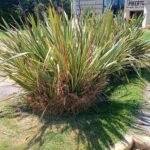 Jardinería calificada podas cortes de cercos desmalesado paisajismo y más Jardinería calificada podas cortes de cercos desmalesado paisajismo y más