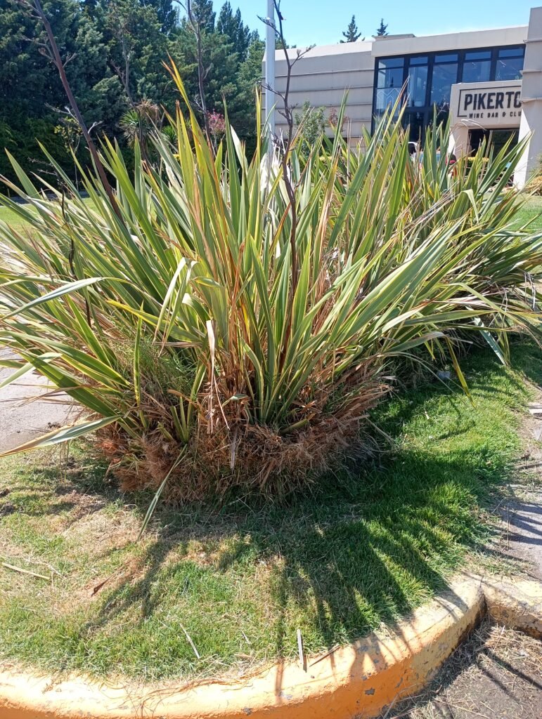 Jardinería calificada podas cortes de cercos desmalesado paisajismo y más