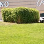 Jardinería calificada podas cortes de cercos desmalesado paisajismo y más Jardinería calificada podas cortes de cercos desmalesado paisajismo y más