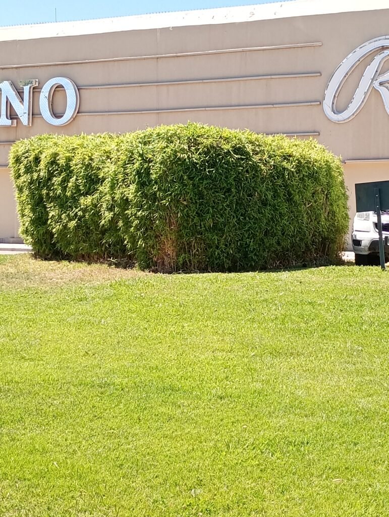 Jardinería calificada podas cortes de cercos desmalesado paisajismo y más