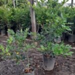 Insumos para jardines. Plantas, tierra, chip