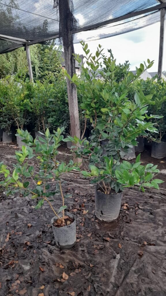 Insumos para jardines. Plantas, tierra, chip