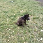 Cuidado de mascotas Cuidado de mascotas