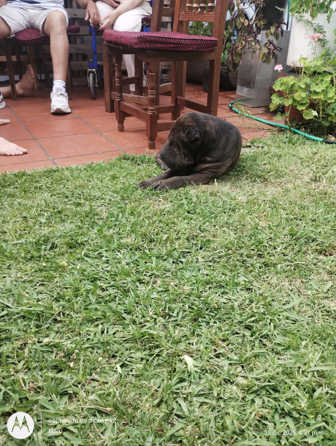 Cuidado de mascotas