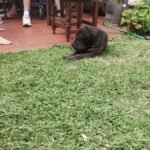 Cuidado de mascotas Cuidado de mascotas