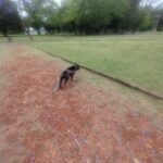 Cuidado de mascotas Cuidado de mascotas