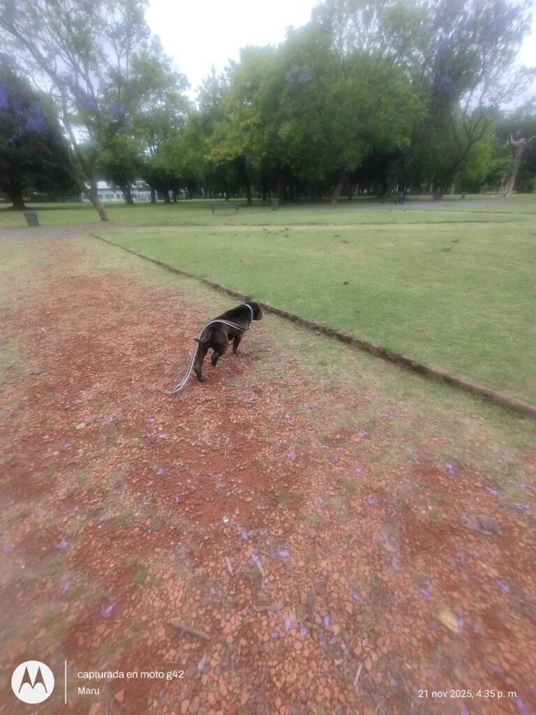 Cuidado de mascotas