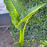 Panambi huertas y jardin vivero