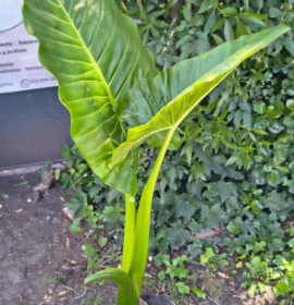 Panambi huertas y jardin vivero