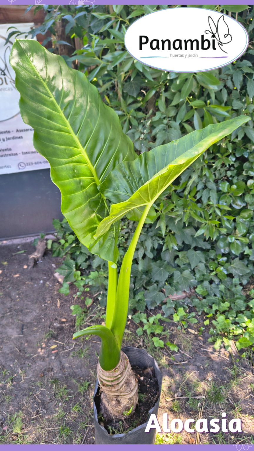Panambi huertas y jardin vivero