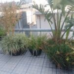 Jardinero