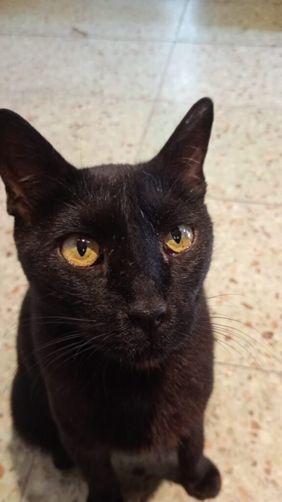 Cuidados de Mascotas