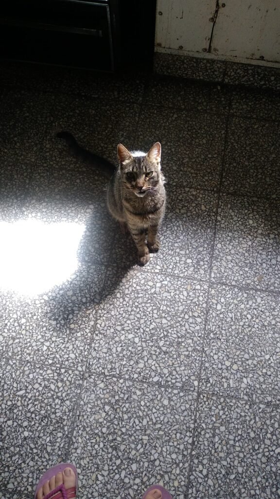 Cuidados de Mascotas