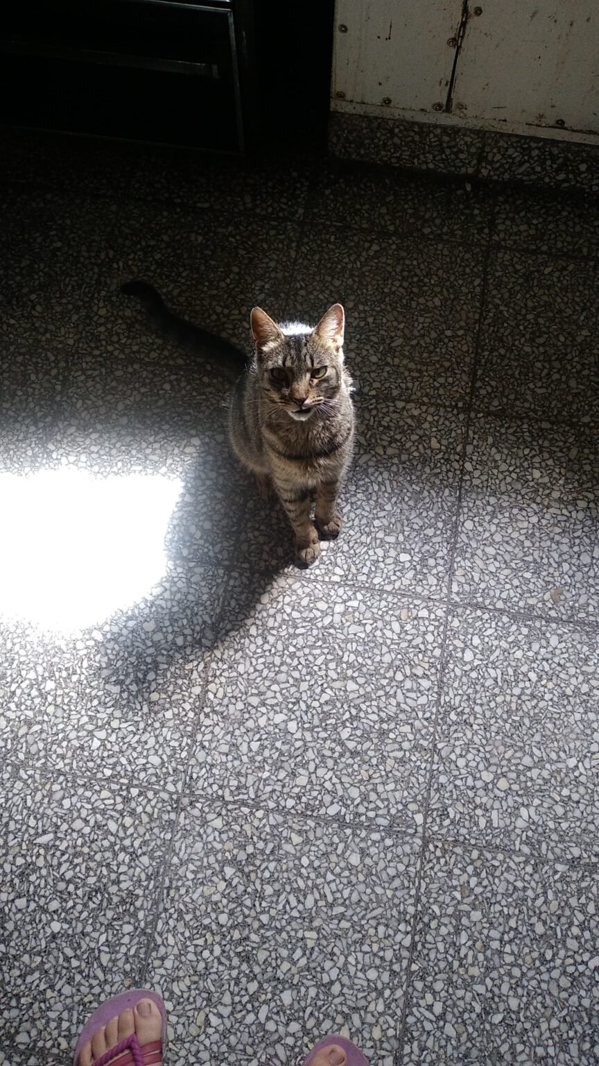 Cuidados de Mascotas