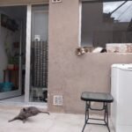 Servicio de limpieza /cuidado de casas y mascotas