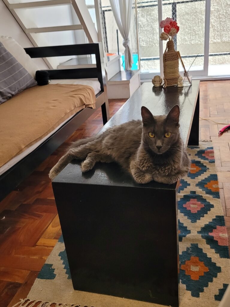 Catsitter
