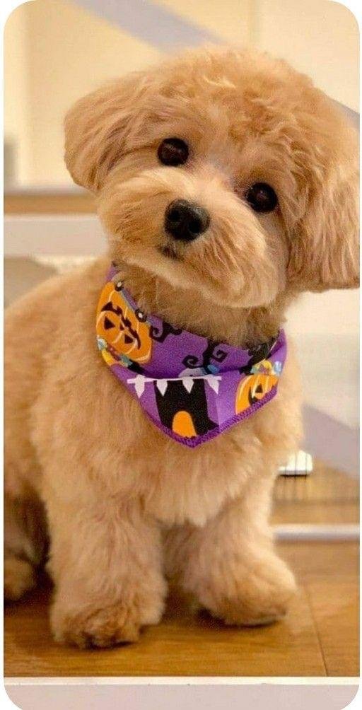 Peluquería Canina