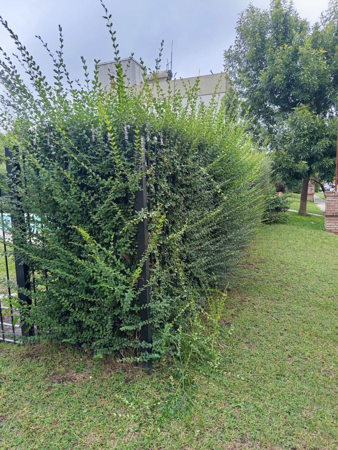 Jardineria al detalle, paisajismo