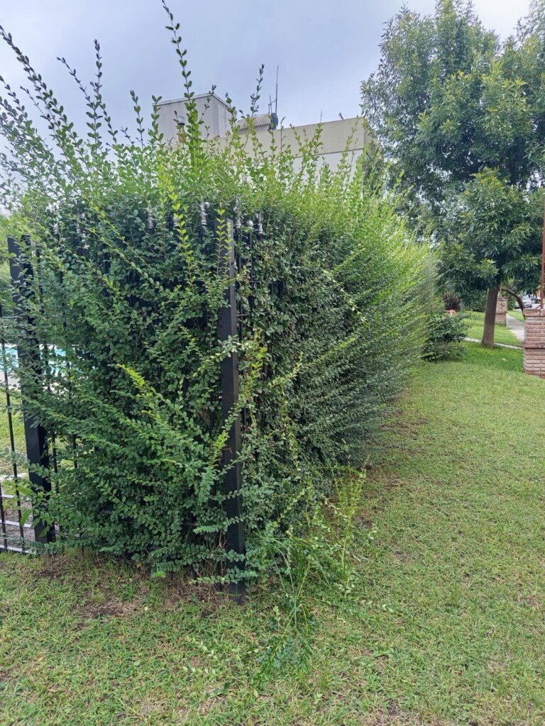 Jardineria al detalle, paisajismo
